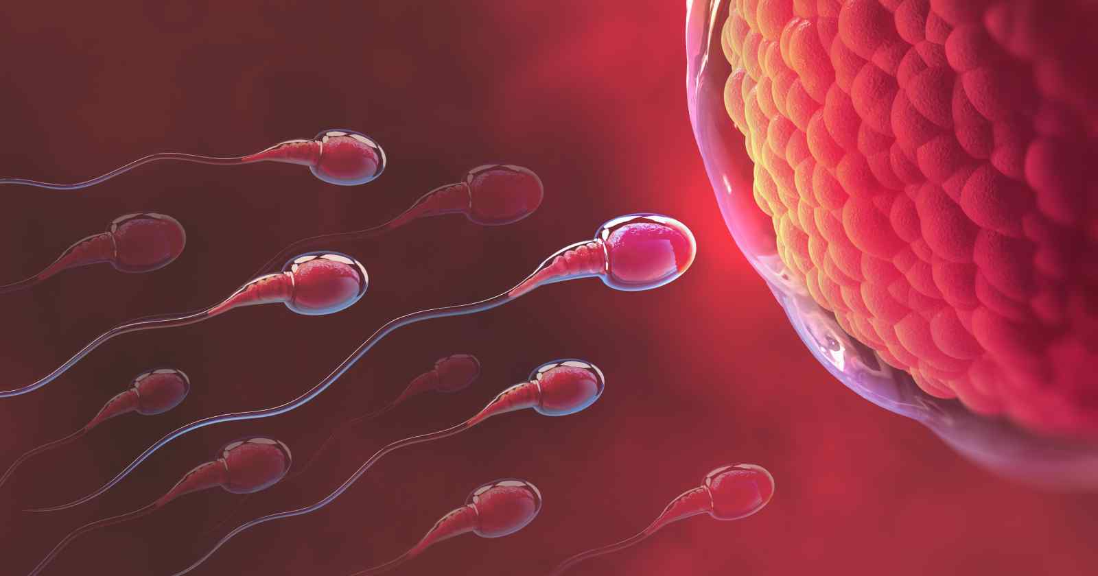 Mitos e fatos sobre fertilidade