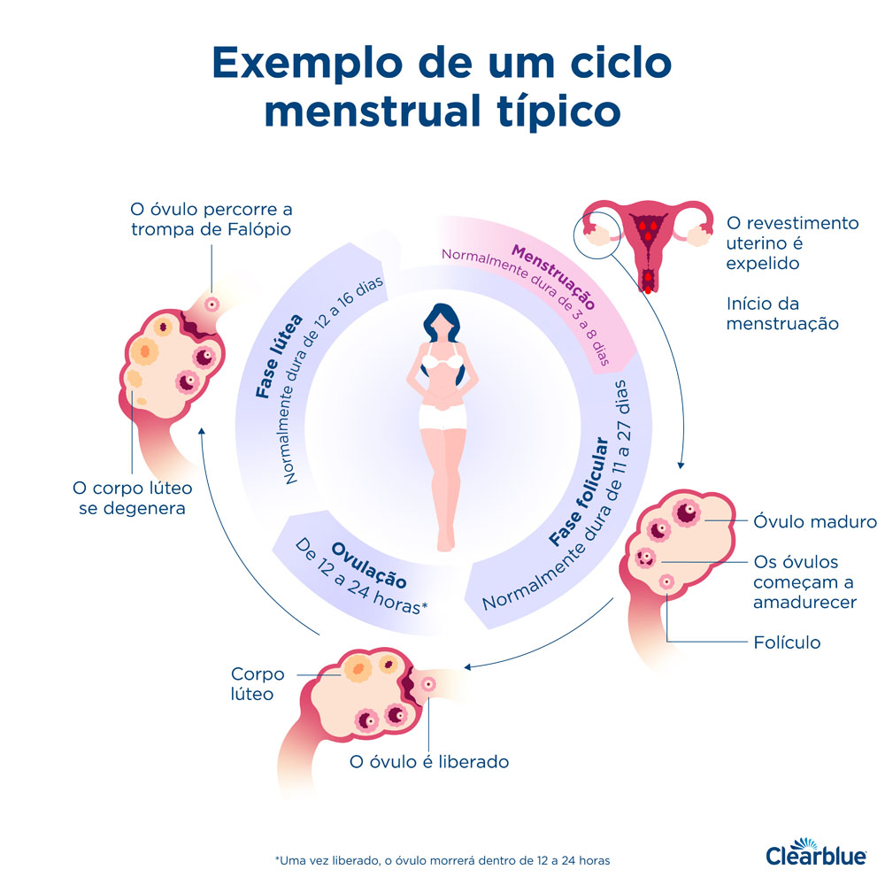 Menstruação, Período Menstrual - Tudo sobre o Ciclo Menstrual